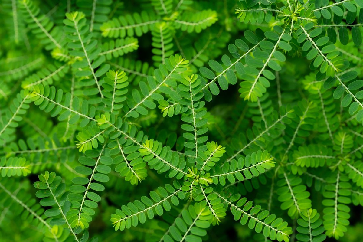 Meniran (Phyllanthus niruri L.) - PT Naturindo Fresh