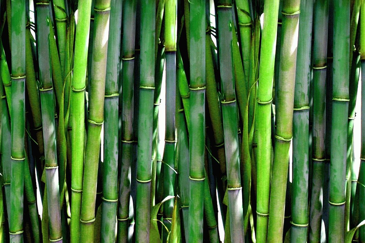 Bambu Tali / Apus